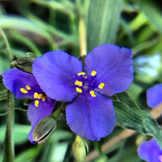 Tradescantia virginiana, Virginia Spiderwort