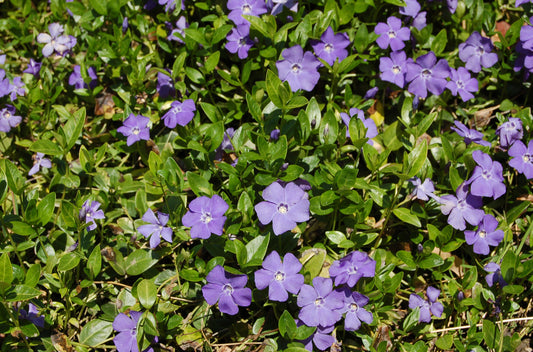 Vinca minor, common periwinkle