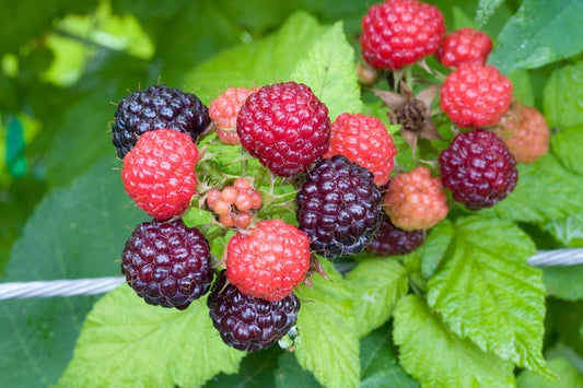 Rubus occidentalis, black raspberry