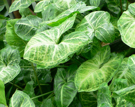 Syngonium podophyllum, Arrowhead vine
