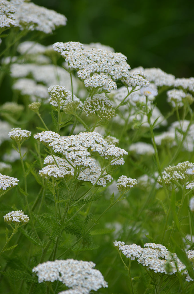 Sun Pollinator Garden Package: Small (Blue/White/Purple)