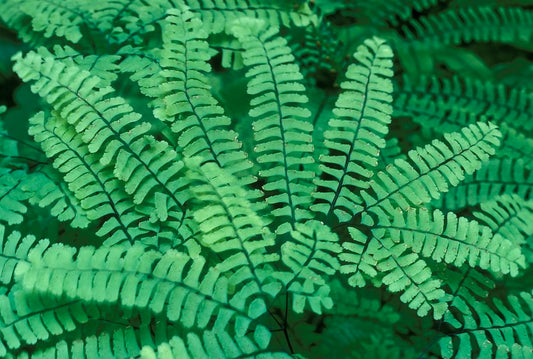 Adiantum pedatum, maidenhair fern