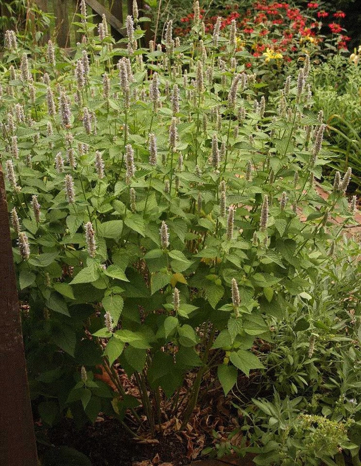 Sun Pollinator Garden Package: Small (Pink/Red/Yellow/Purple)