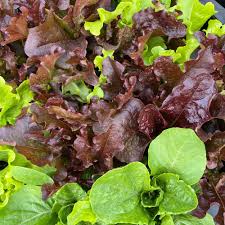 Latuca sativa, Allstar gourmet lettuce mix