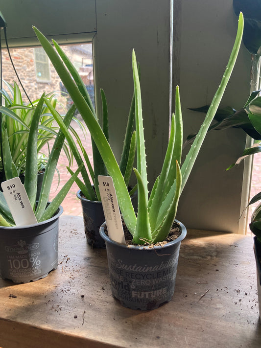 Aloe vera, Aloe