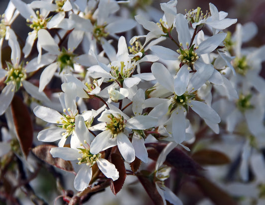 Amelanchier canadensis, Serviceberry