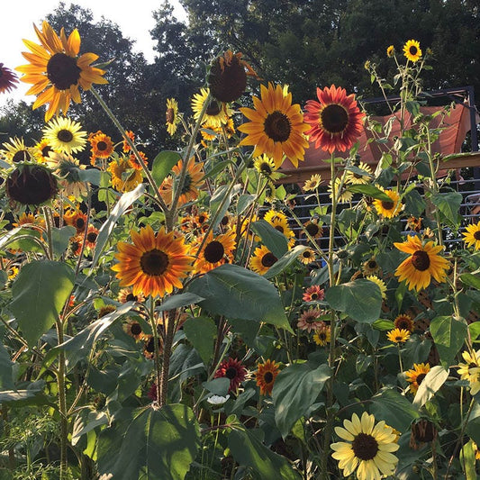 Helianthus annuus 'Autumn beauty', Sunflower 'Autumn Beauty'