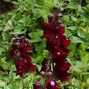 Antirrhinum majus, snapdragon 'Black Prince'