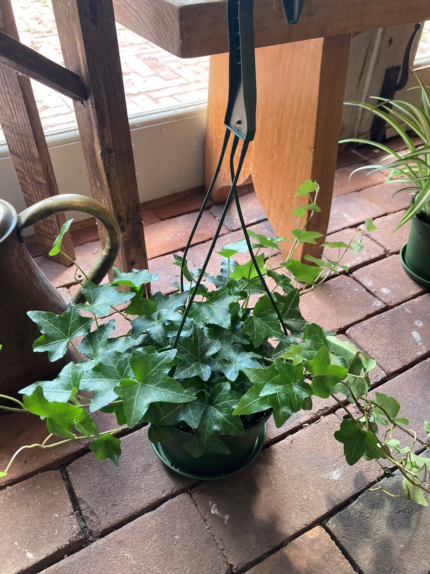 Hedera helix, Assorted ivy