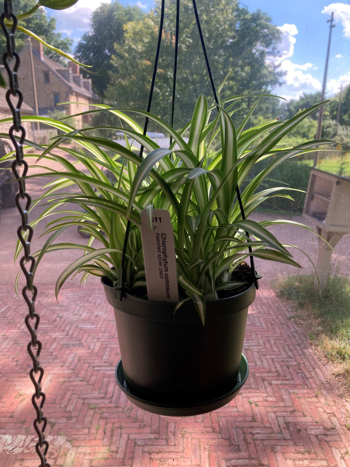 Chlorophytum comosum, Assorted spider plant