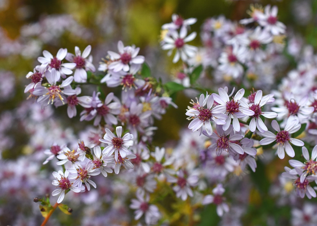Sun Pollinator Garden Package: Extra-Large (Pink/White/Yellow/Red/Purple)