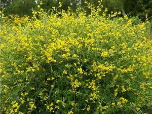 Baptisia tinctoria, Wild indigo