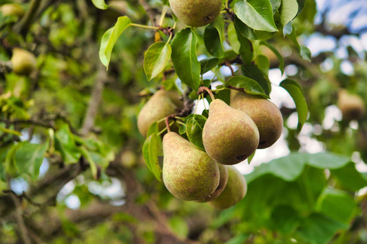 Pyris communis' Bartlett', Bartlett pear