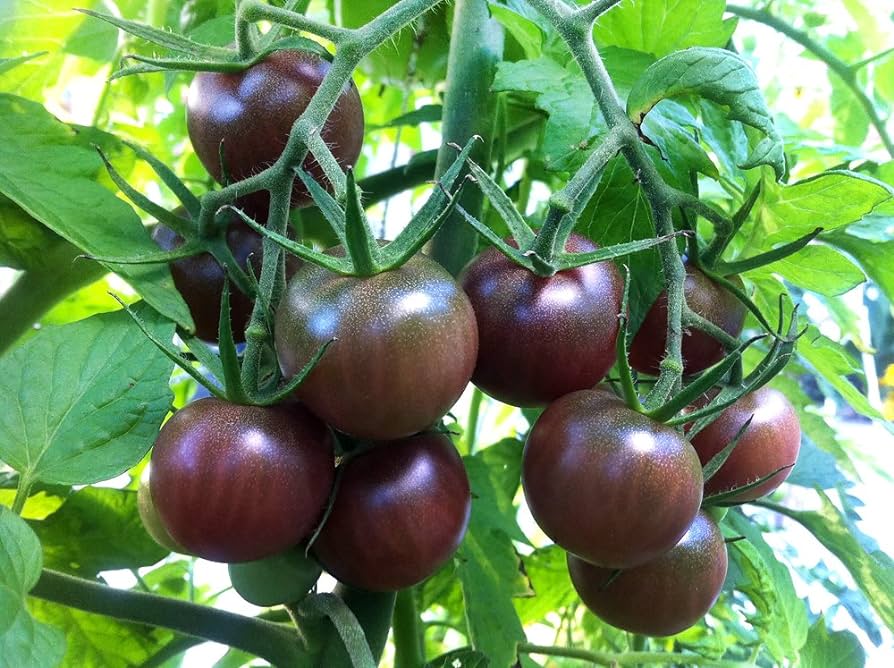 Solanum lycopersicum 'Black Cherry', Black cherry tomato