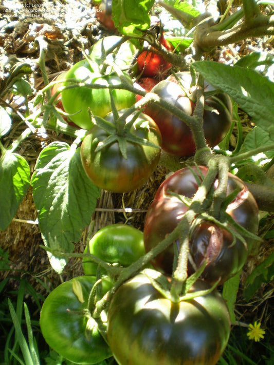 Solanum lycopersicum, Black from Tula tomato