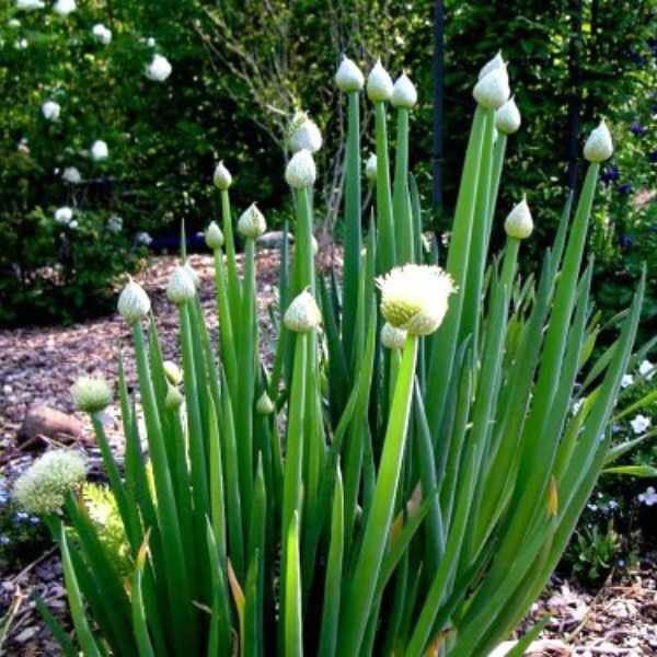 Allium fistulosum, Ishikura bunching onion