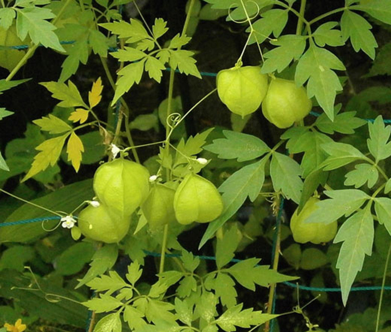 Cardiospermum halicacabum, balloon vine