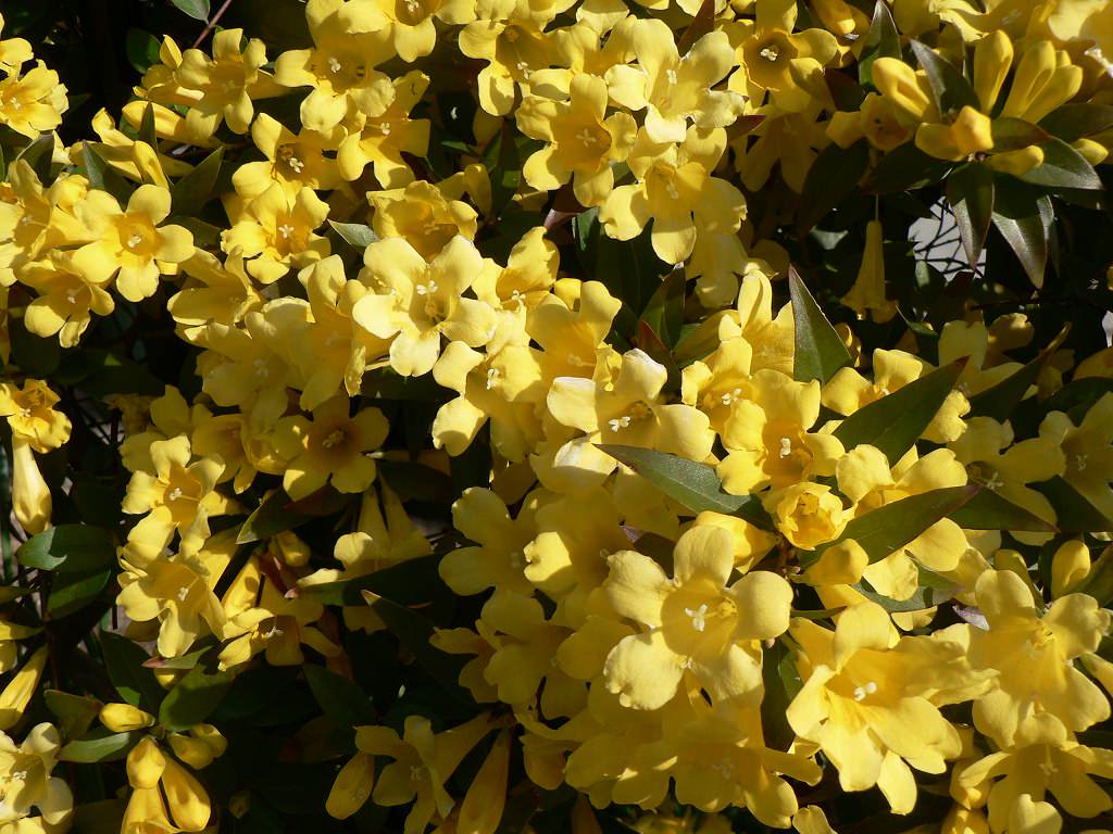 Gelsemium sempervirens, Carolina jessamine