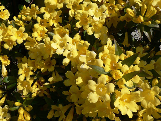 Gelsemium sempervirens, Carolina jessamine