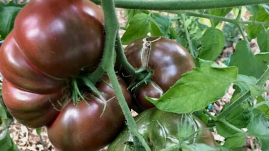 Solanum lycopersicum, Cherokee Purple Tomato