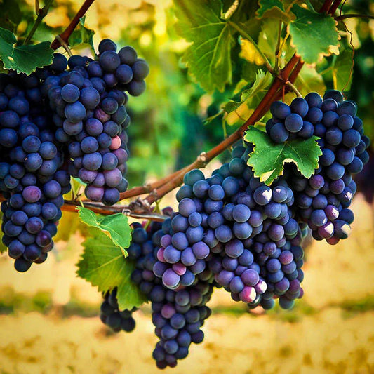 Vitus labrusca, Concord grape