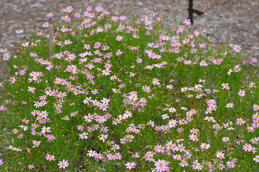 Sun Pollinator Garden Package: Large (Pink/White/Yellow/Purple)