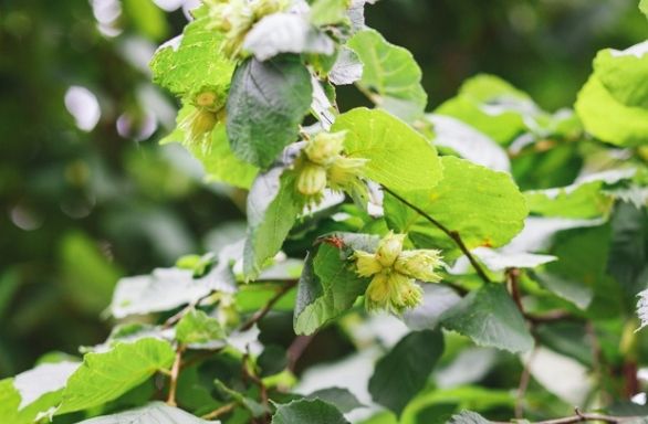 Corylus americana, American hazelnut