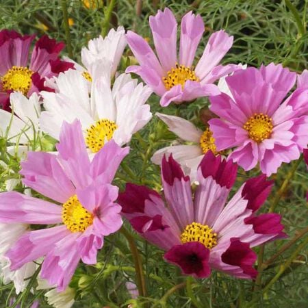 Cosmos bipinnatus, Cosmos 'seashell' mix