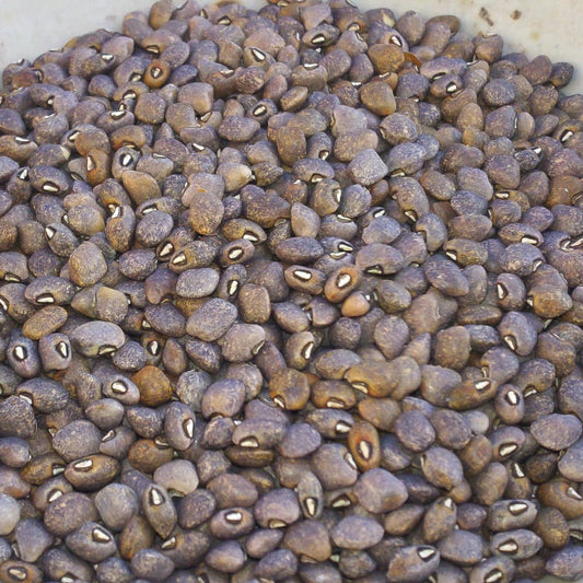 Vigna unguiculata, grey speckled palapye/black-eyed pea
