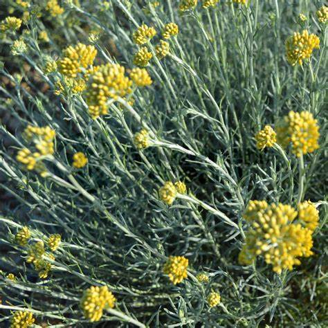 Helichrysum italicum, Curry Plant