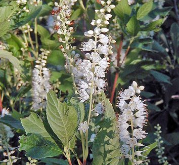 Clethra acuminata. cinnamonbark clethra