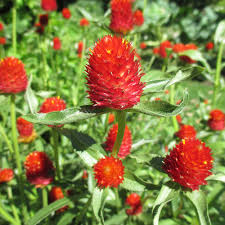 Gomphrena globosa 'Strawberry fields,' Globe amaranth (red)