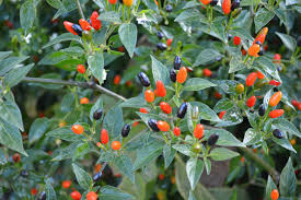 Capsicum annuum, Willings barbados pepper