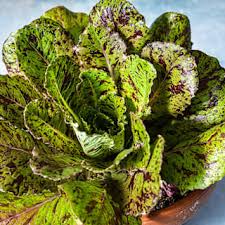 Latuca sativa, spotted aleppo lettuce