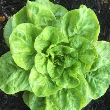 Latuca sativa, Landis winter lettuce