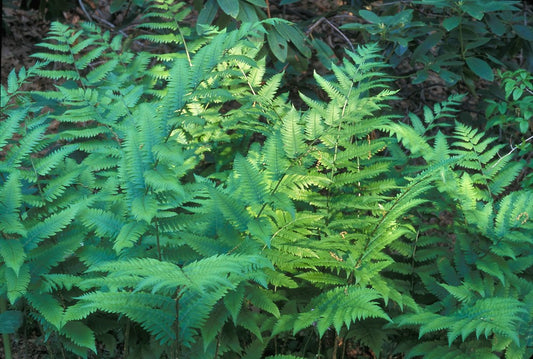 Dryopteris goldiana, Goldies' wood fern