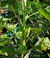 Elinitsa Okra (Sankofa grown)