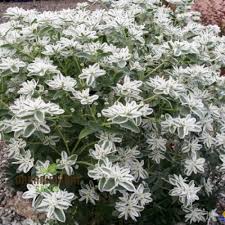 Euphorbia marginata, snow on the mountain
