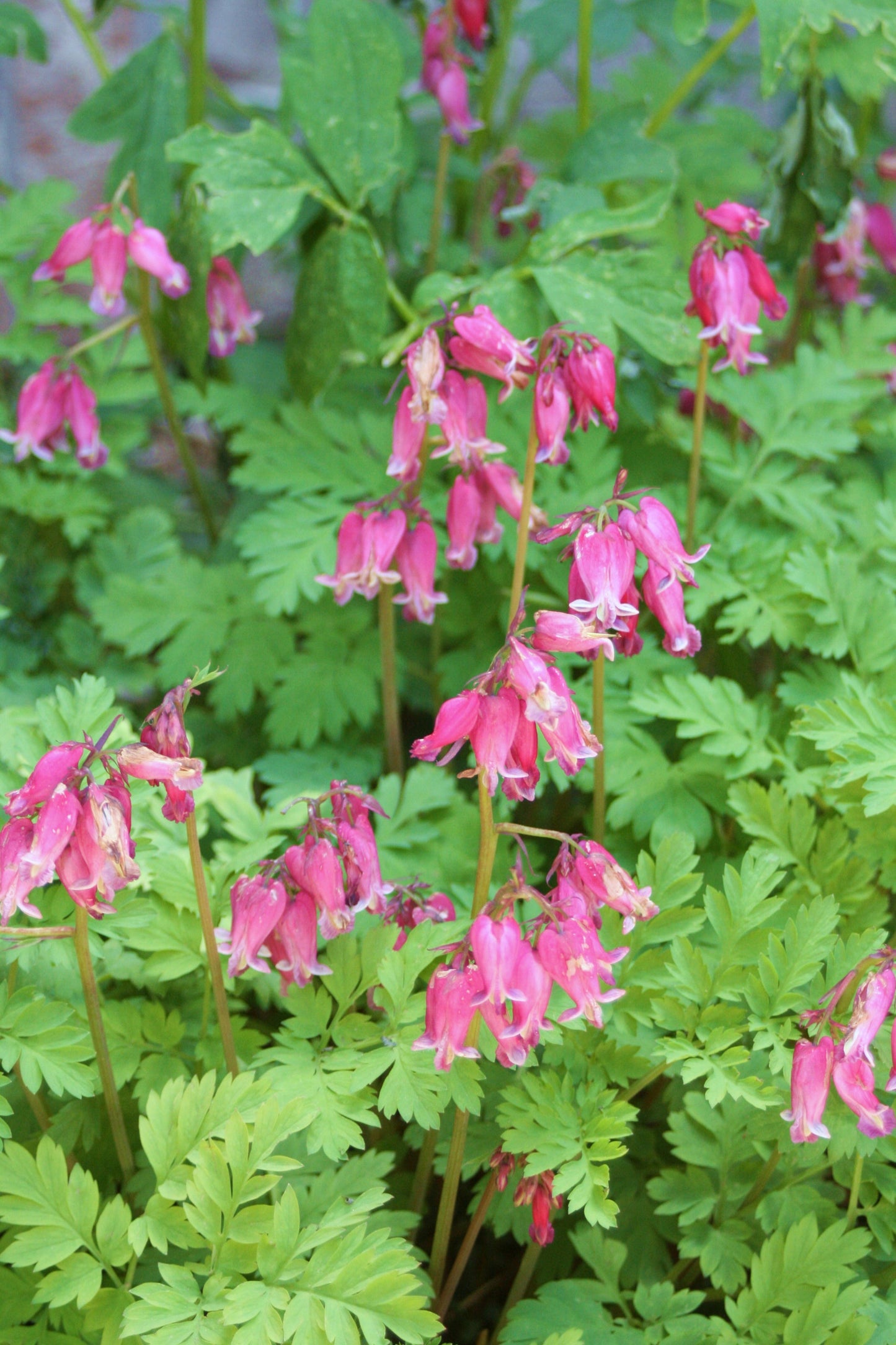 Dicentra eximia, Bleeding heart