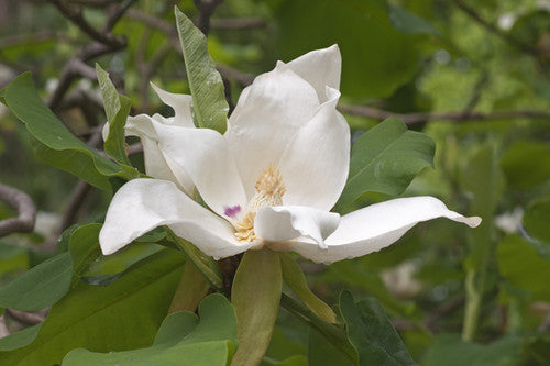 Magnolia ashei, Ashe's magnolia