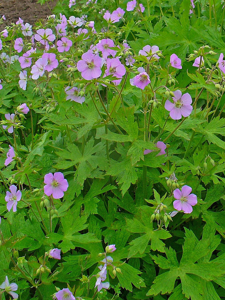 Shade Pollinator Garden Package: Small (Pink/Red/Yellow/White)