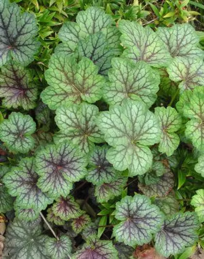 Shade Pollinator Garden Package: Small (Red/White/Purple)