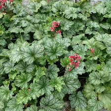 Heuchera americana 'Dale's Strain', Coral Bells