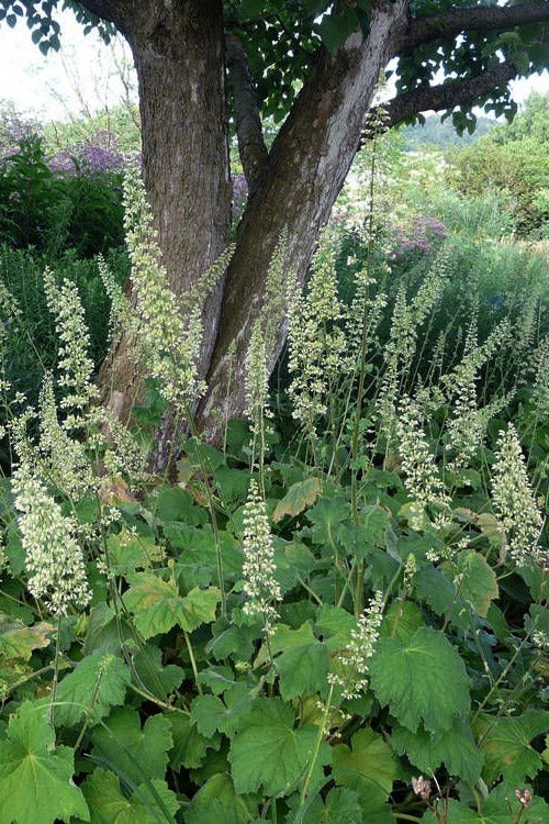 Shade Pollinator Garden Package: Small (Pink/Red/Yellow/White)