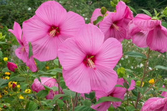 Hibiscus moscheutos, Swamp mallow
