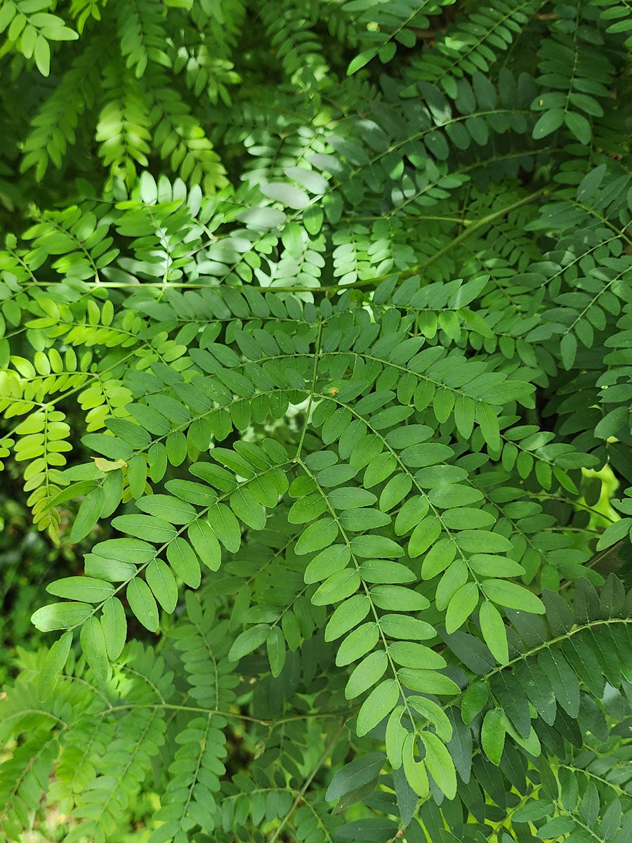 Gleditsia triacanthos, honey locust