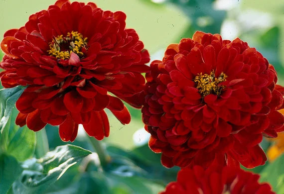 Zinnia elegans 'Oklahoma Scarlet', zinnia