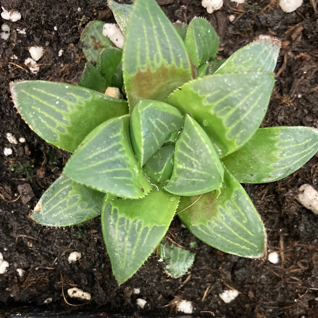 Haworthia 'Hippo'