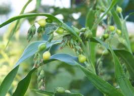 Coix lacryma-jobi, Job's tears [SEEDS]