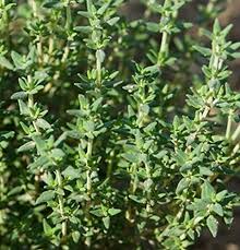 Thymus vulgaris, German thyme